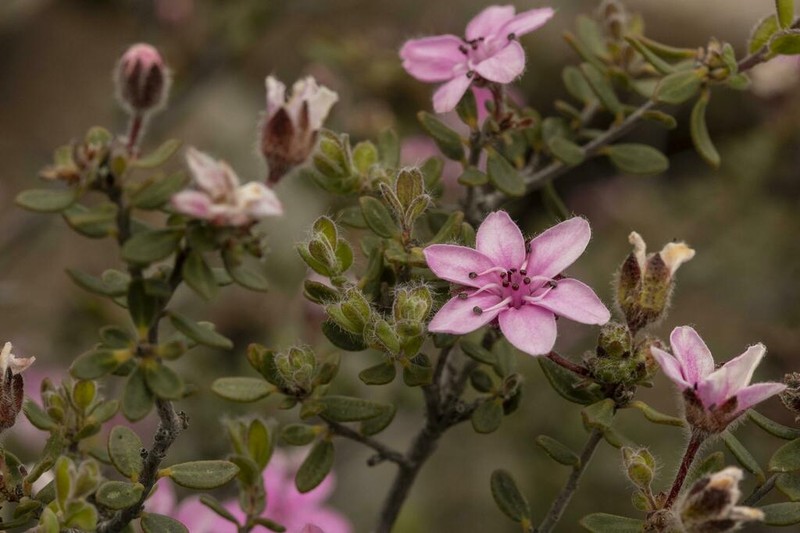 Agathosma adenandriflora photo 2