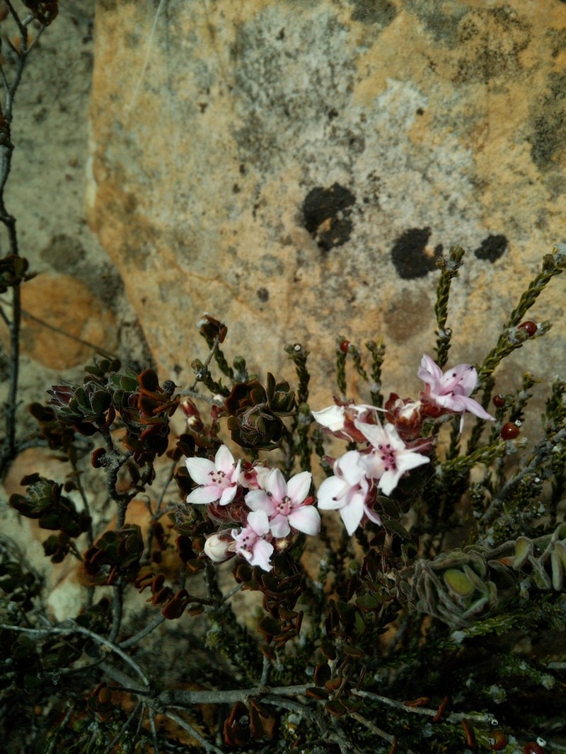 Agathosma adenandriflora photo 3