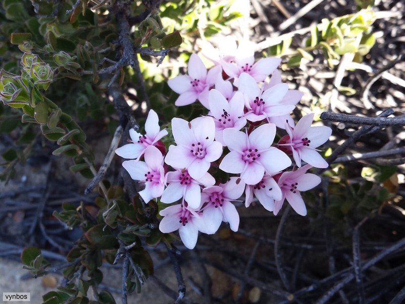 Agathosma adenandriflora photo 4