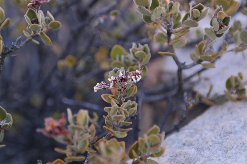 Agathosma adenandriflora photo 5