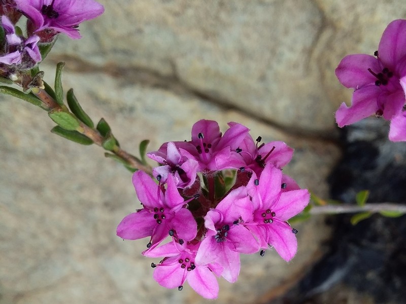 Agathosma adenandriflora photo 6