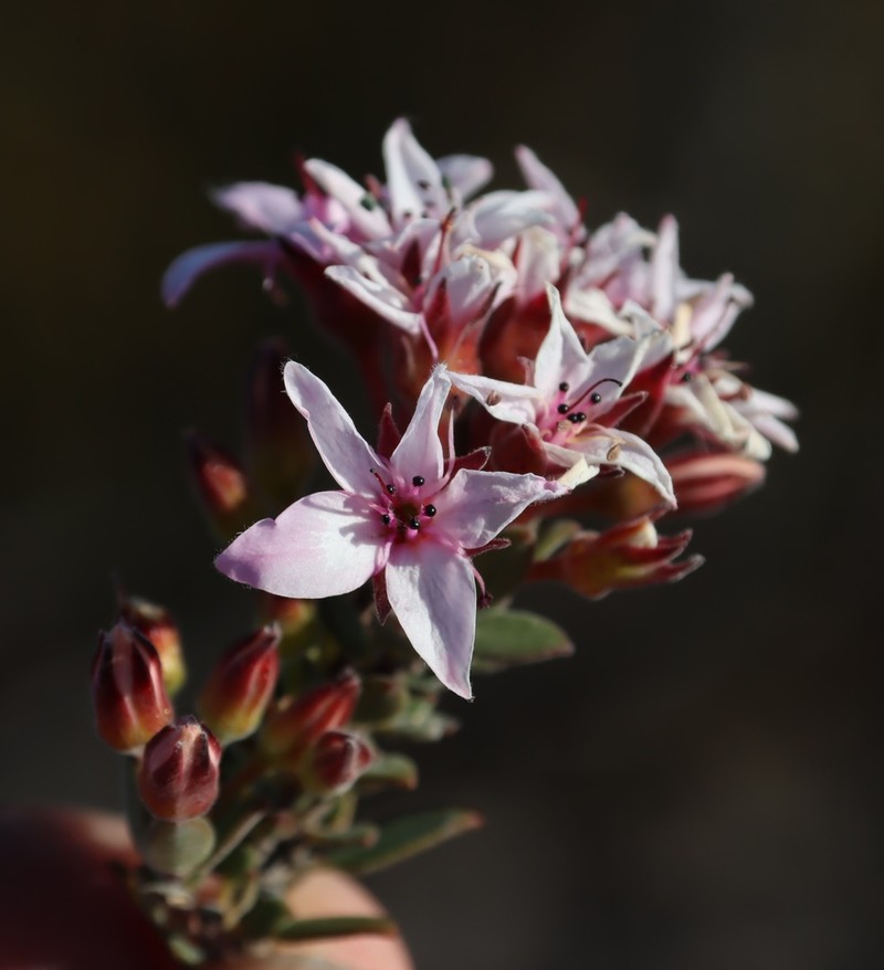 Agathosma adenandriflora photo 7