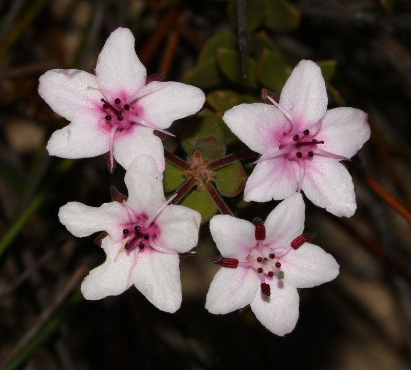 Agathosma adenandriflora photo 8