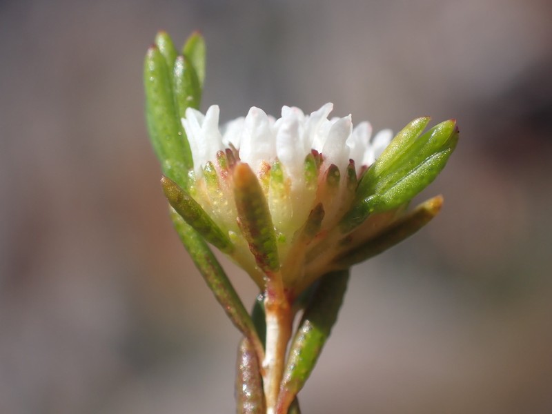Agathosma aemula photo 2