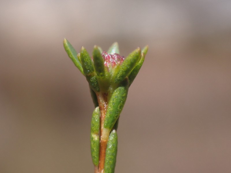 Agathosma aemula photo 3