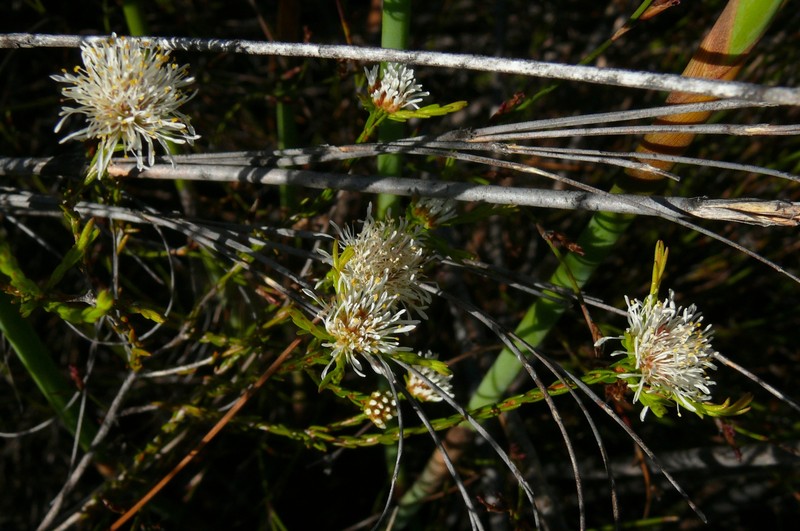 Agathosma aemula photo 4