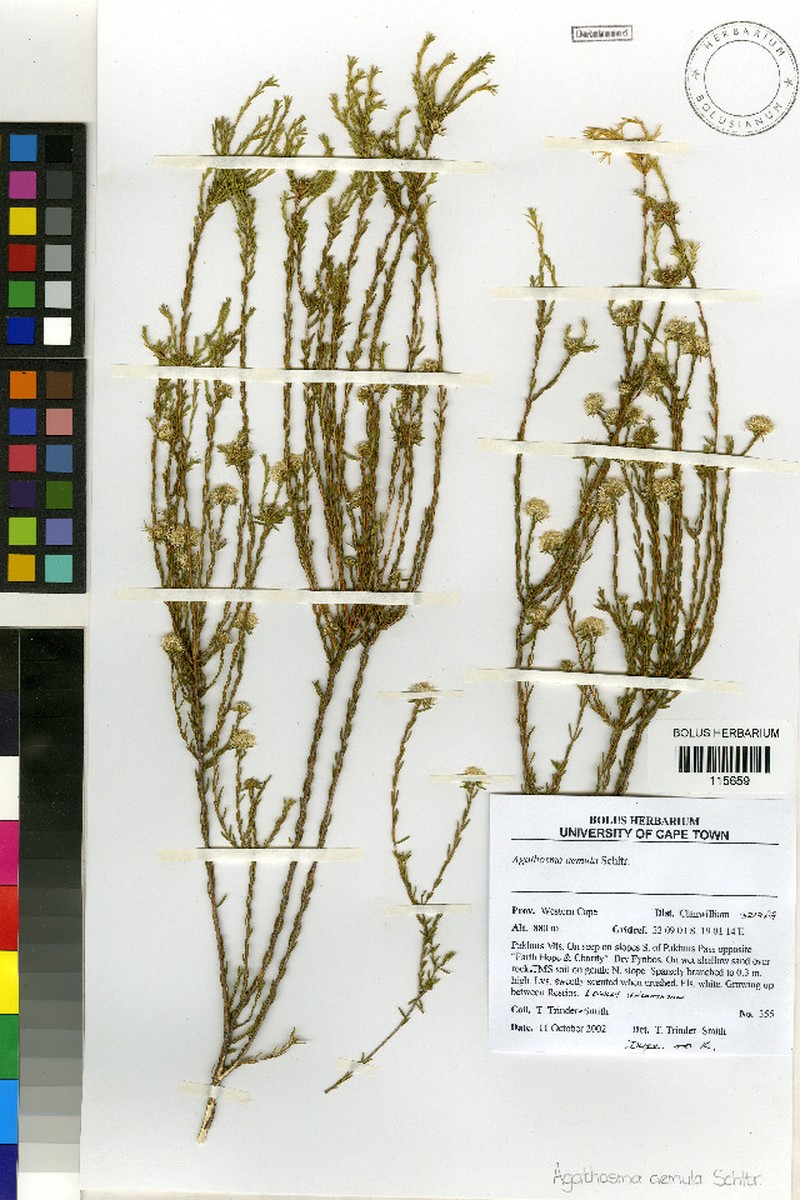 Agathosma aemula photo 5