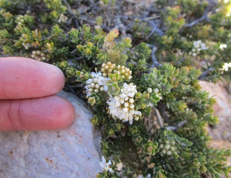 Agathosma affinis