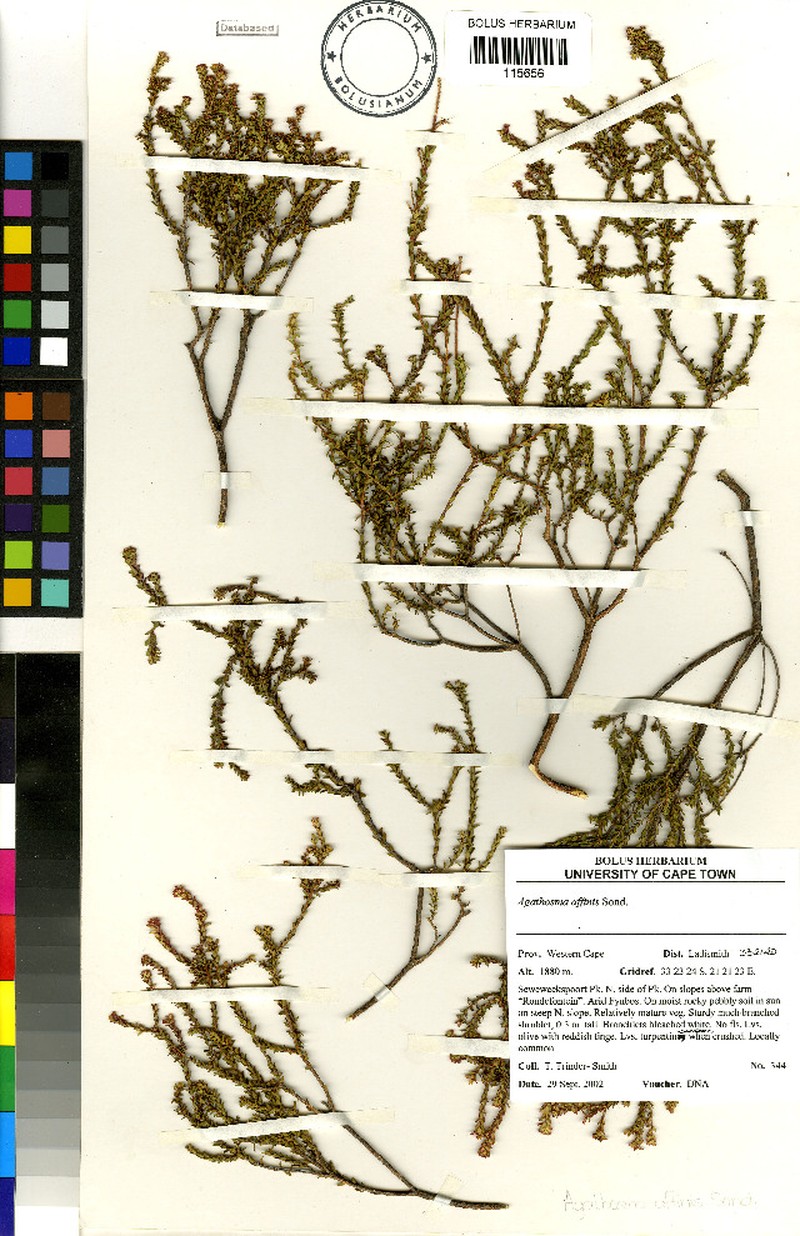 Agathosma affinis photo 3