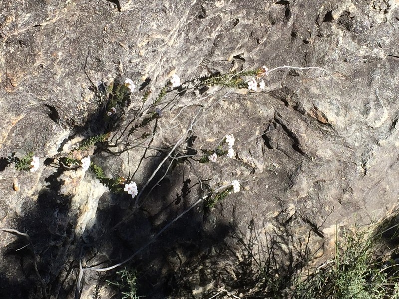 Agathosma alligans photo 2