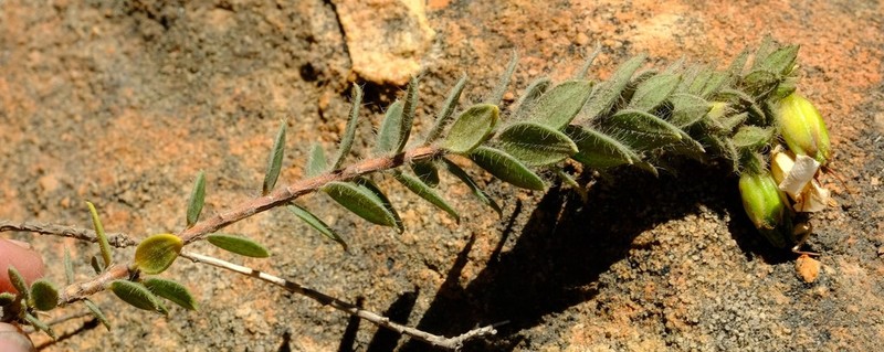 Agathosma alligans photo 3