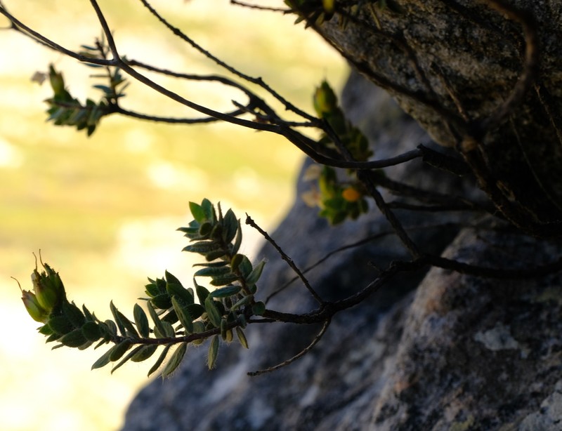 Agathosma alligans photo 4
