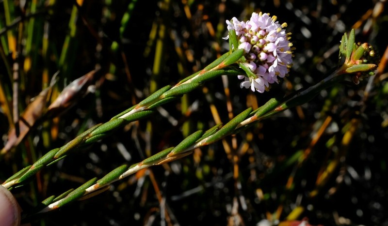 Agathosma alpina