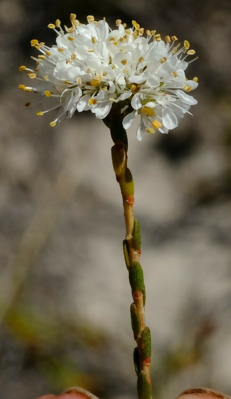 Agathosma alpina photo 2