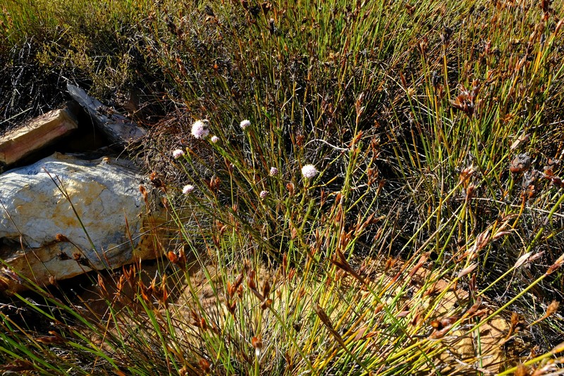 Agathosma alpina photo 3