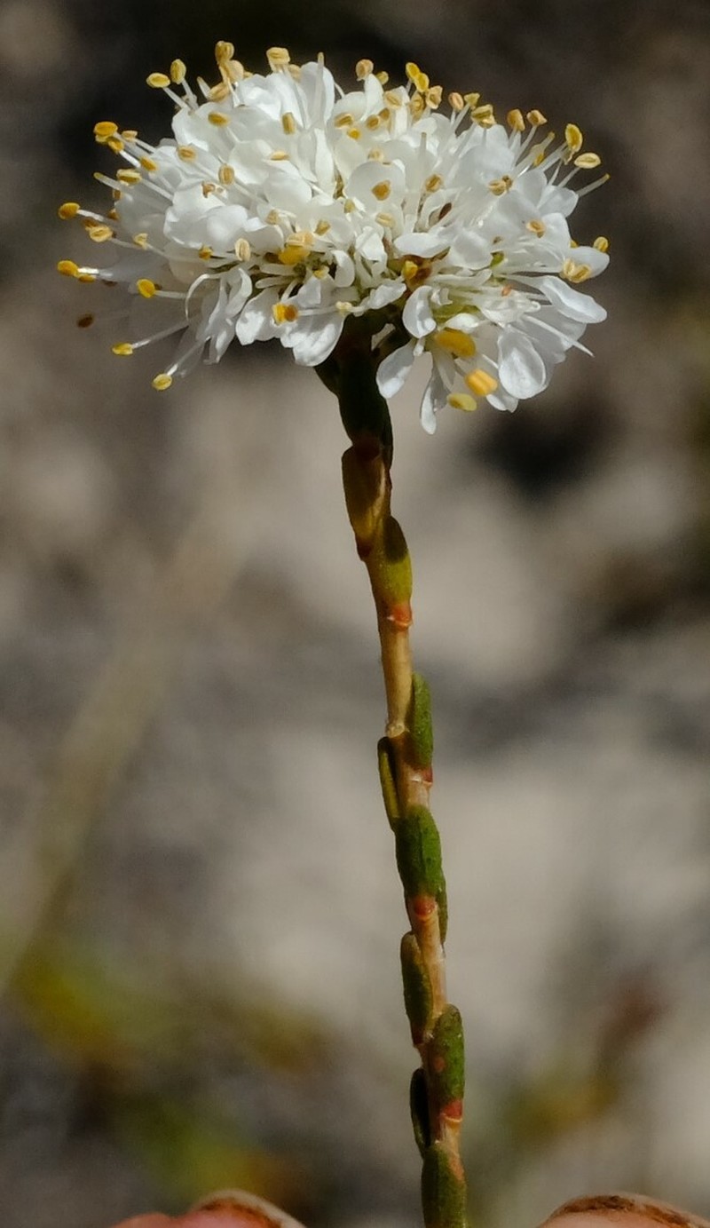 Agathosma alpina photo 4