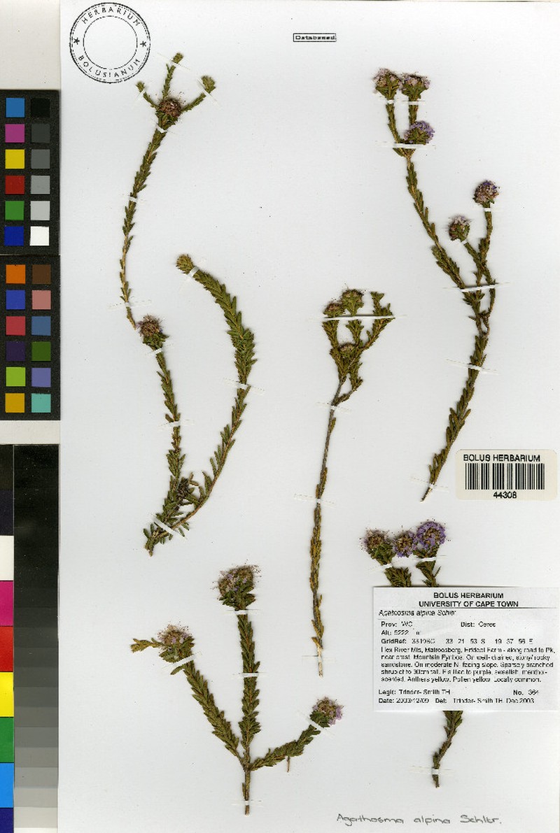 Agathosma alpina photo 5