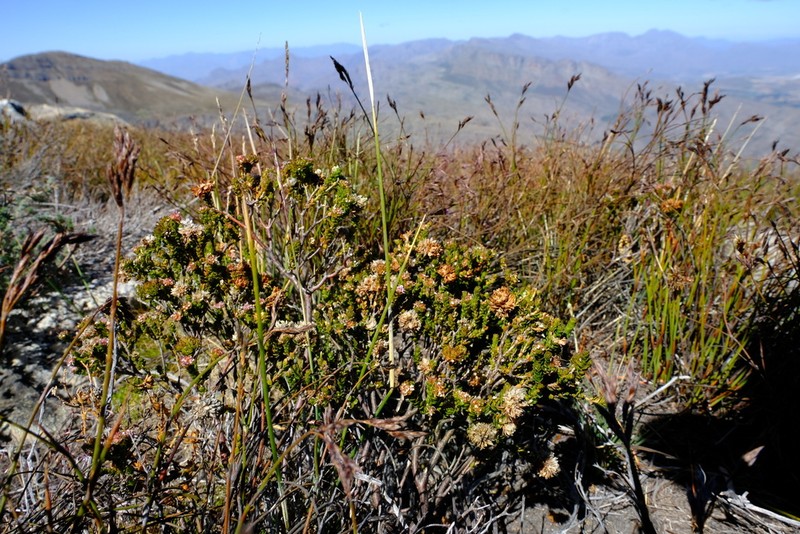 Agathosma alticola photo 3
