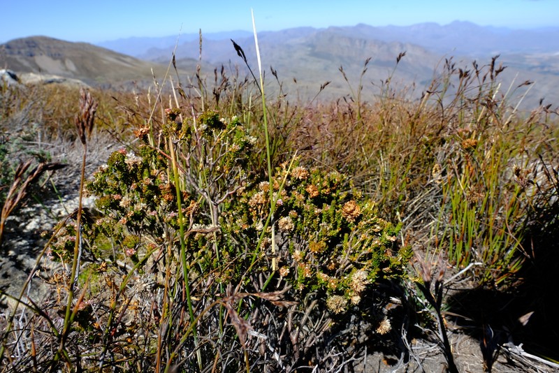 Agathosma alticola photo 4
