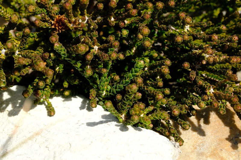 Agathosma alticola photo 5