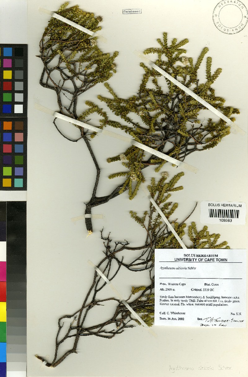 Agathosma alticola photo 6