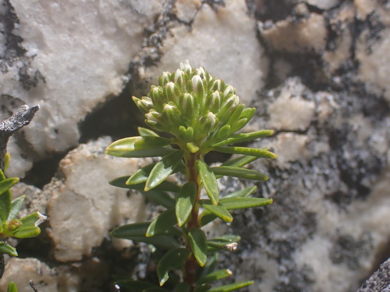 Agathosma anomala