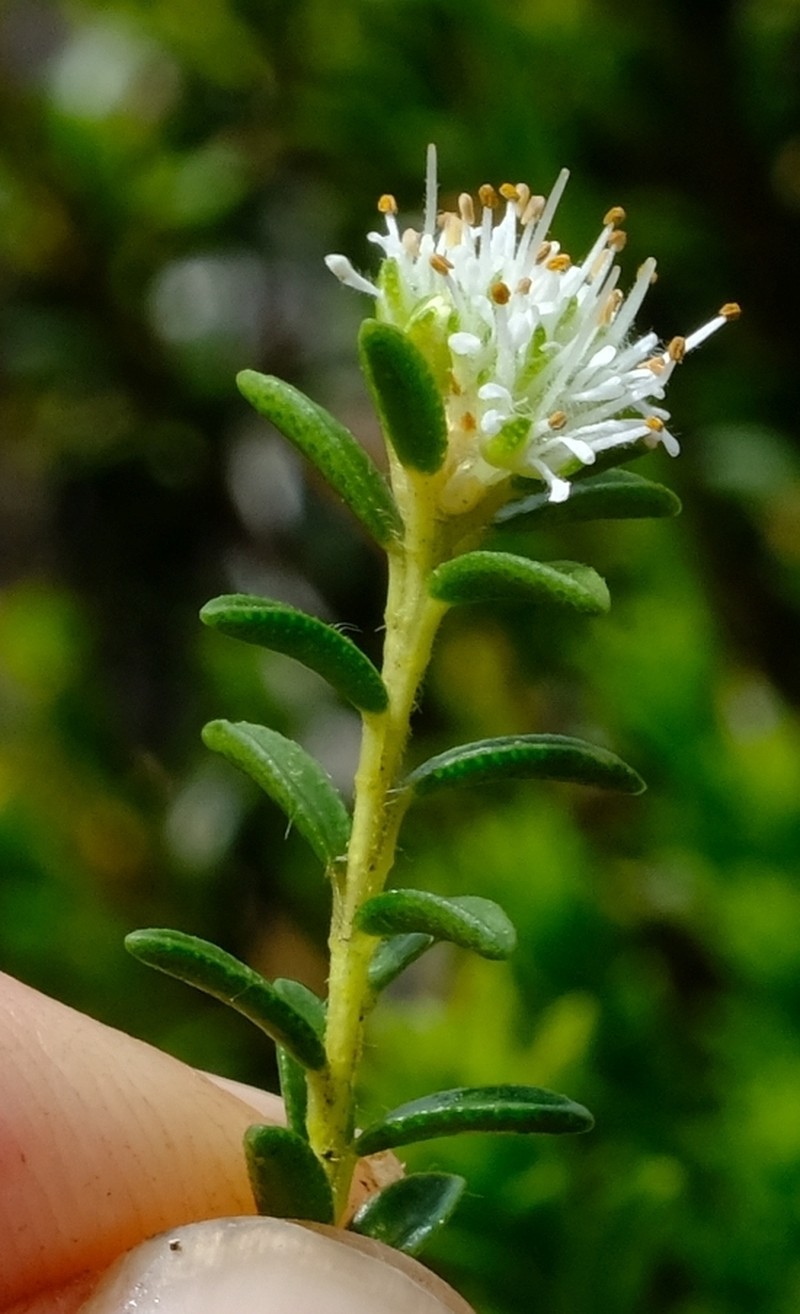 Agathosma anomala photo 2