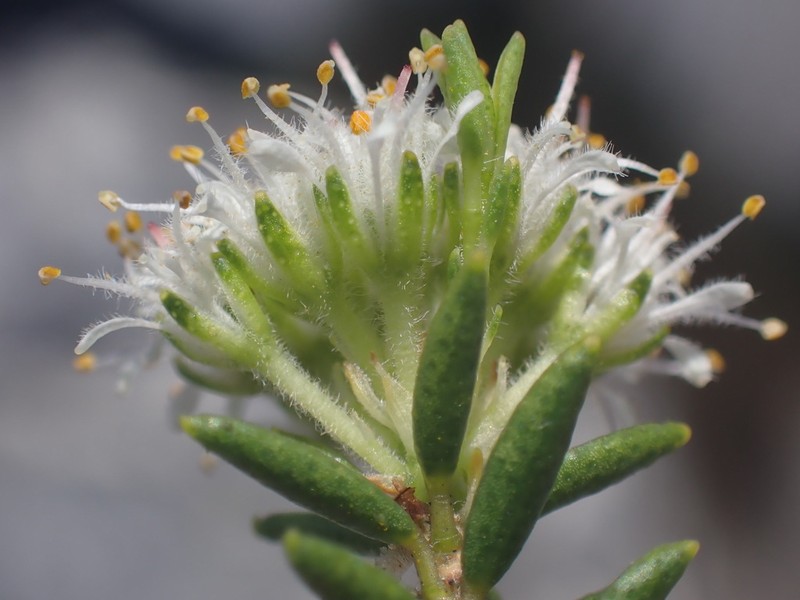 Agathosma anomala photo 3