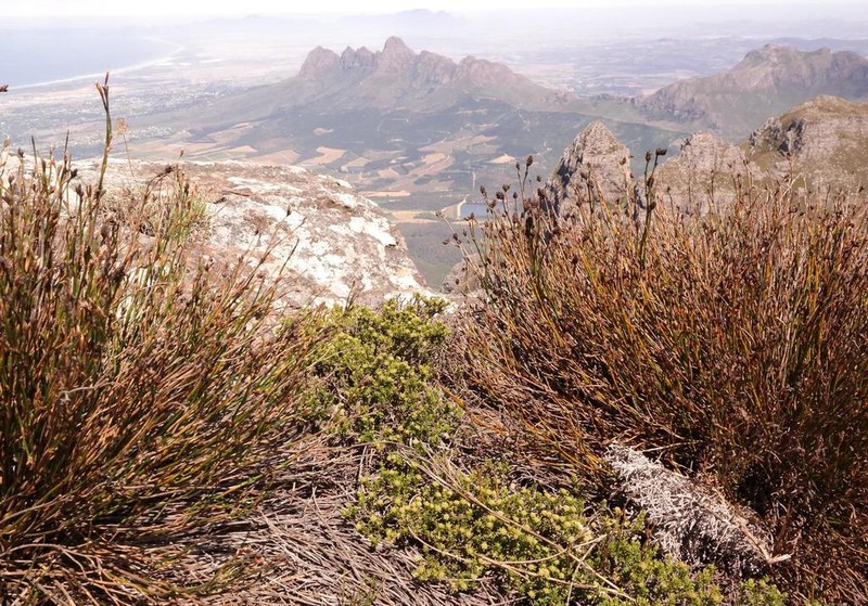 Agathosma anomala photo 4