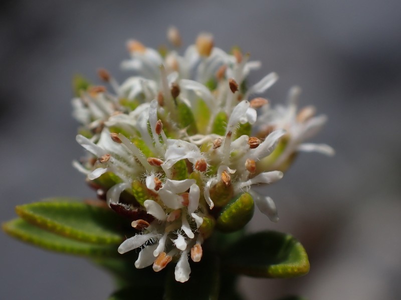 Agathosma anomala photo 5