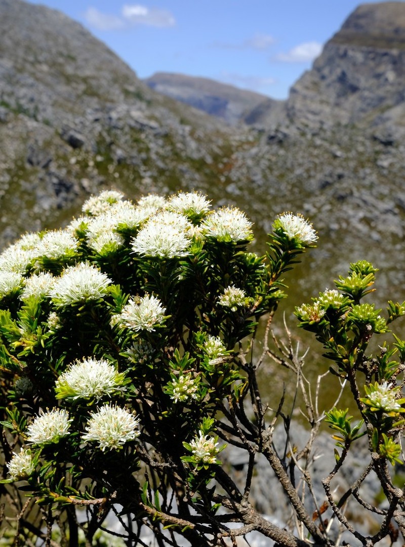 Agathosma anomala photo 6