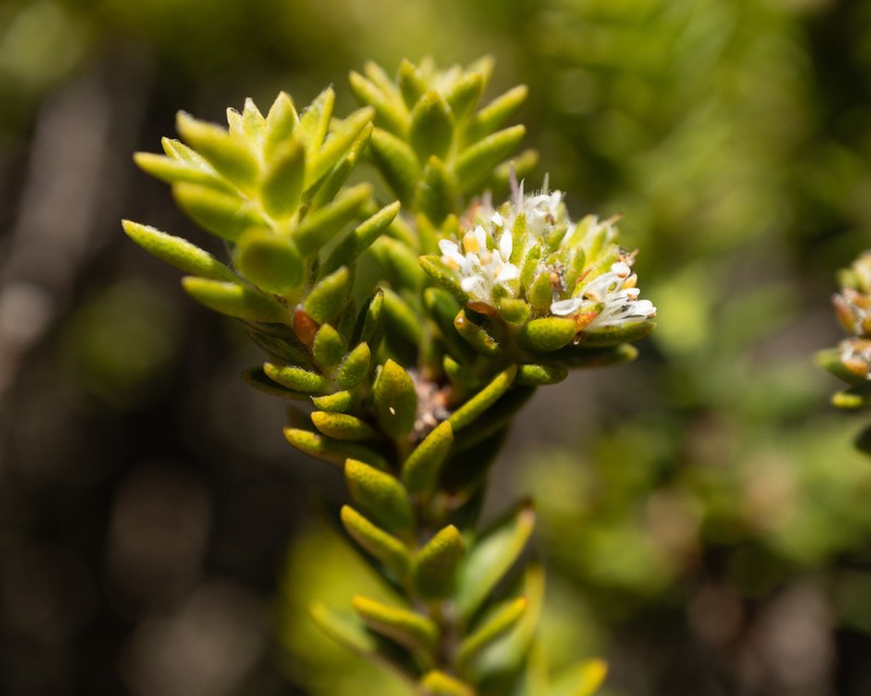 Agathosma anomala photo 7