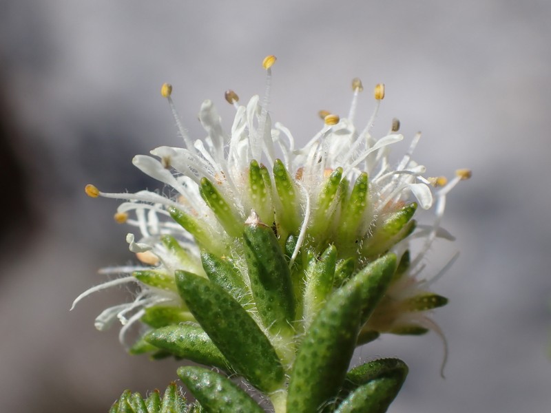 Agathosma anomala photo 8