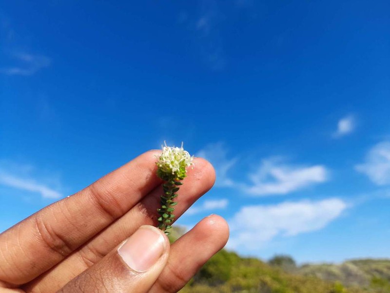 Agathosma apiculata