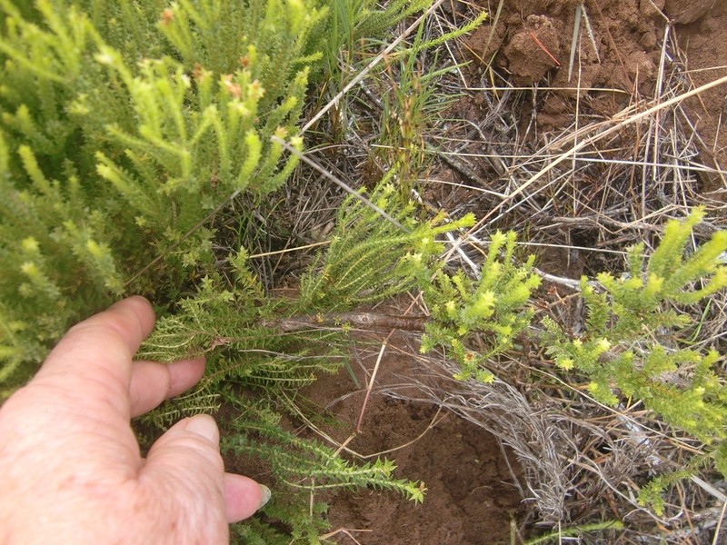 Agathosma apiculata photo 2