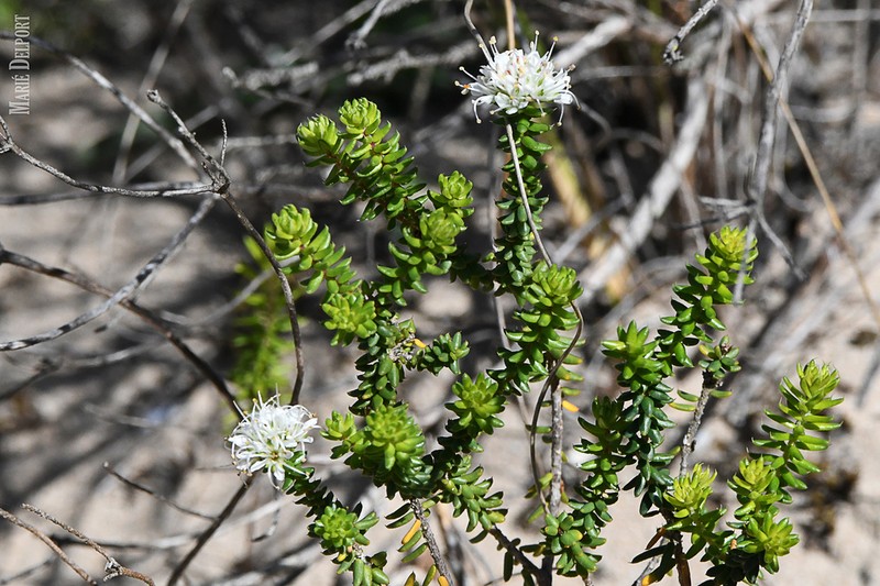 Agathosma apiculata photo 3