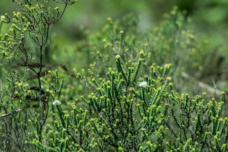 Agathosma apiculata photo 4