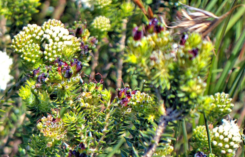 Agathosma apiculata photo 5