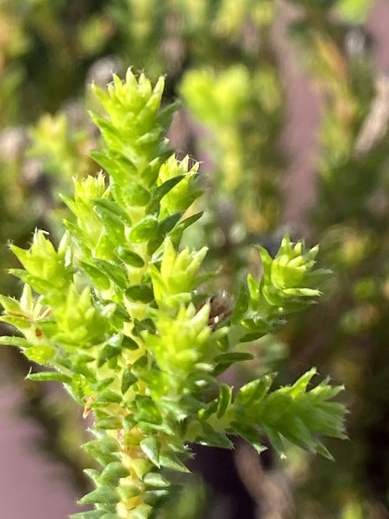Agathosma apiculata photo 6