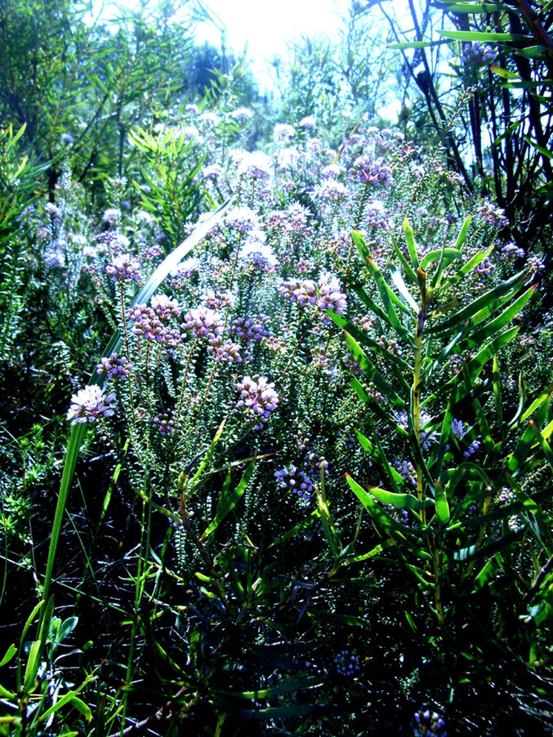 Agathosma apiculata photo 7
