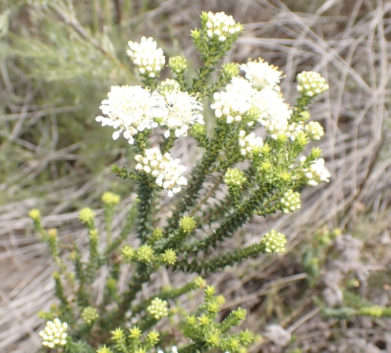 Agathosma apiculata photo 8