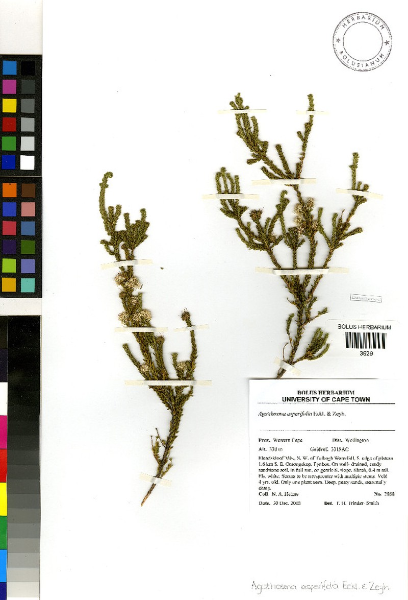 Agathosma asperifolia