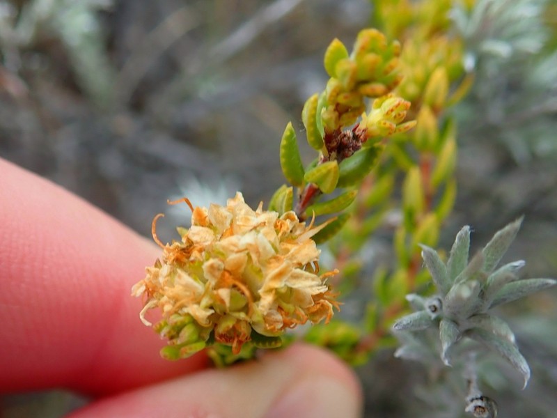 Agathosma barnesiae