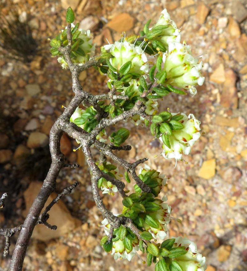 Agathosma barnesiae photo 2