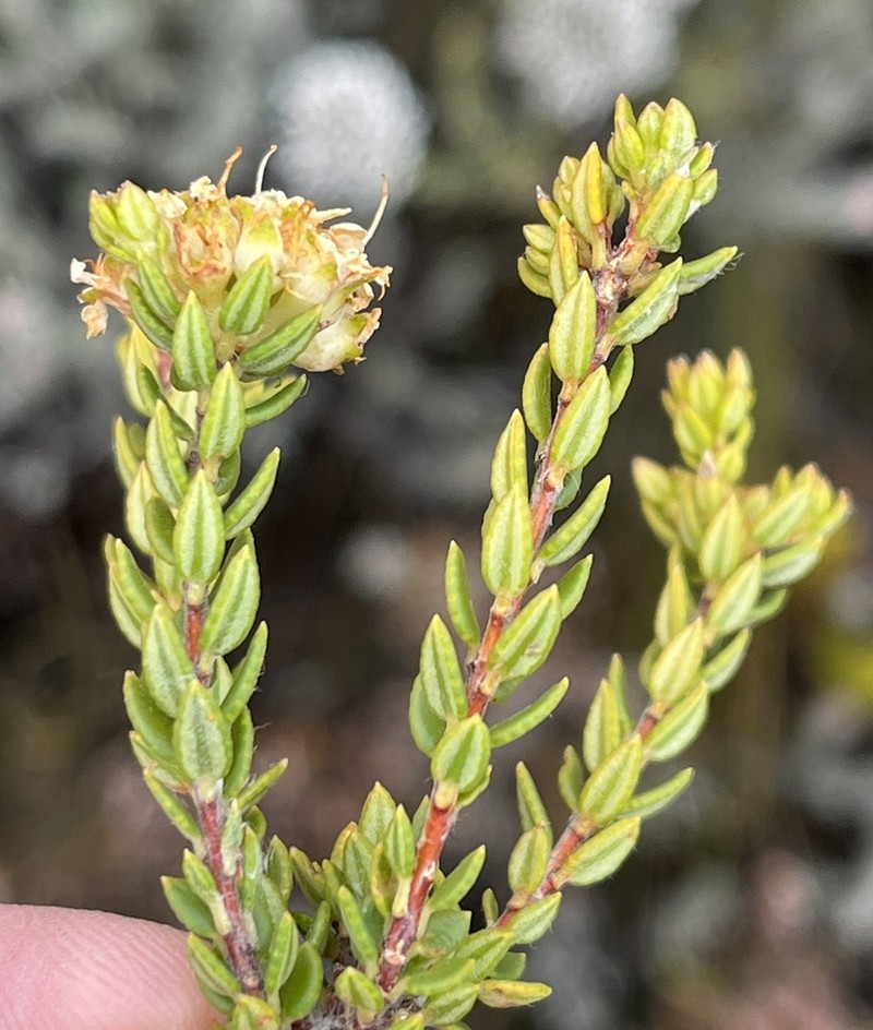 Agathosma barnesiae photo 3