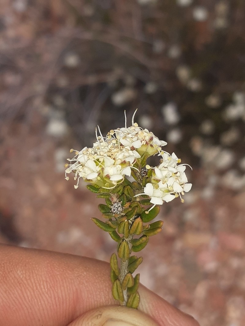 Agathosma barnesiae photo 4