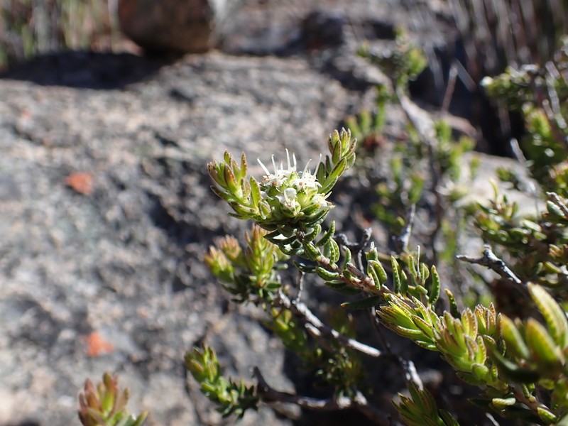Agathosma barnesiae photo 5