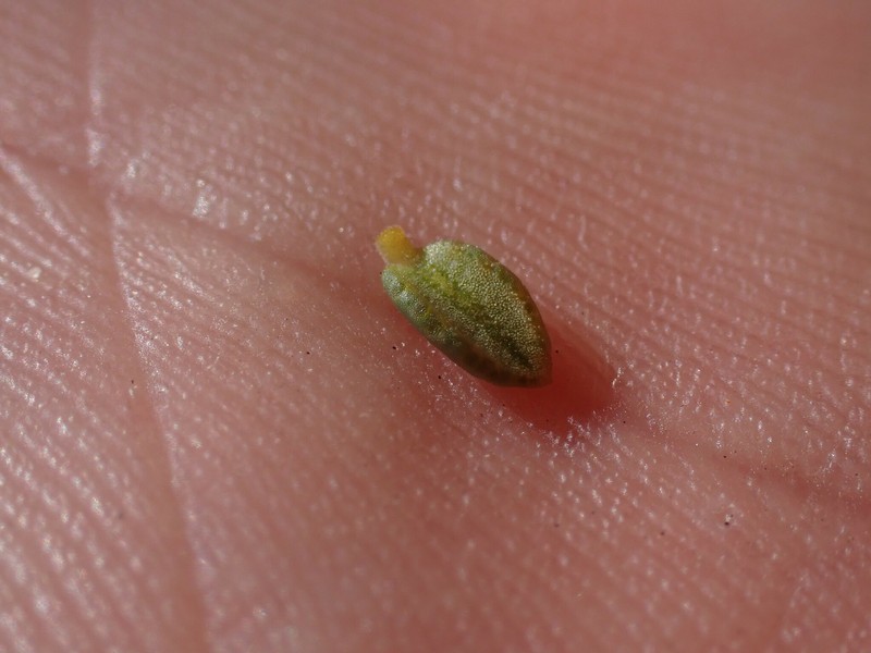 Agathosma barnesiae photo 6