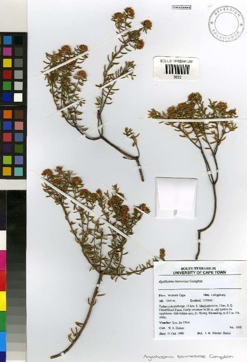 Agathosma barnesiae photo 7
