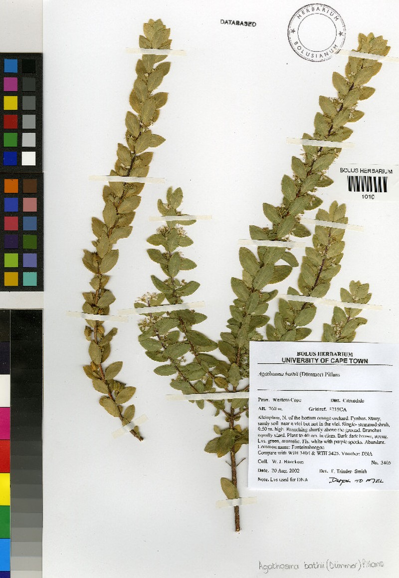 Agathosma bathii